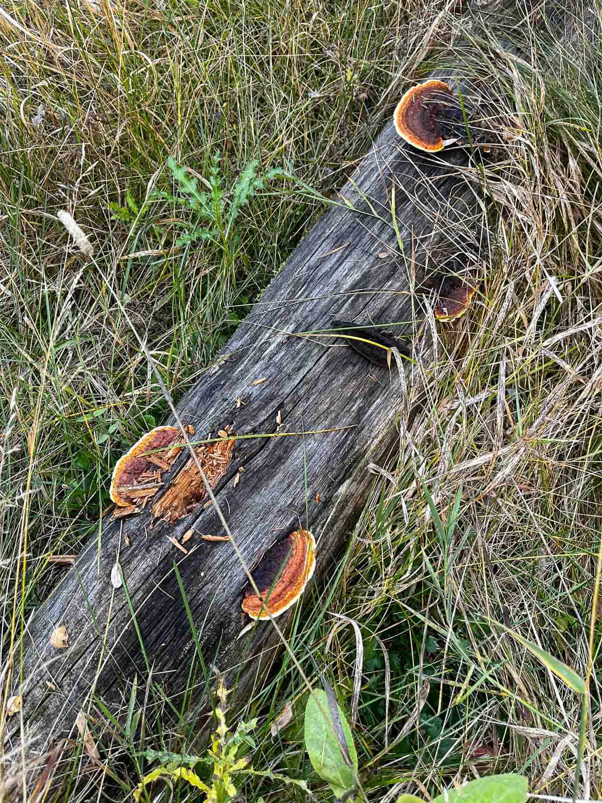a log with red belted polypore mushrooms growing on it.