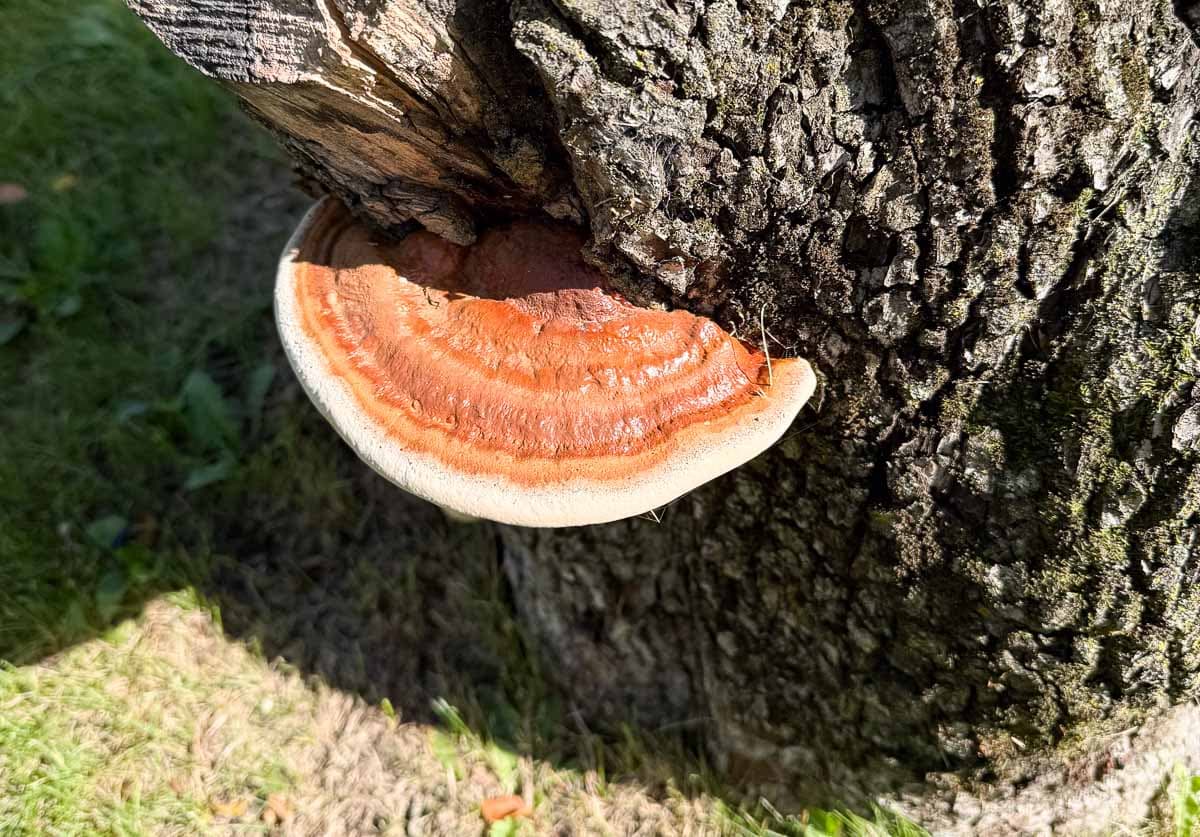 artist bracket mushroom on a log.