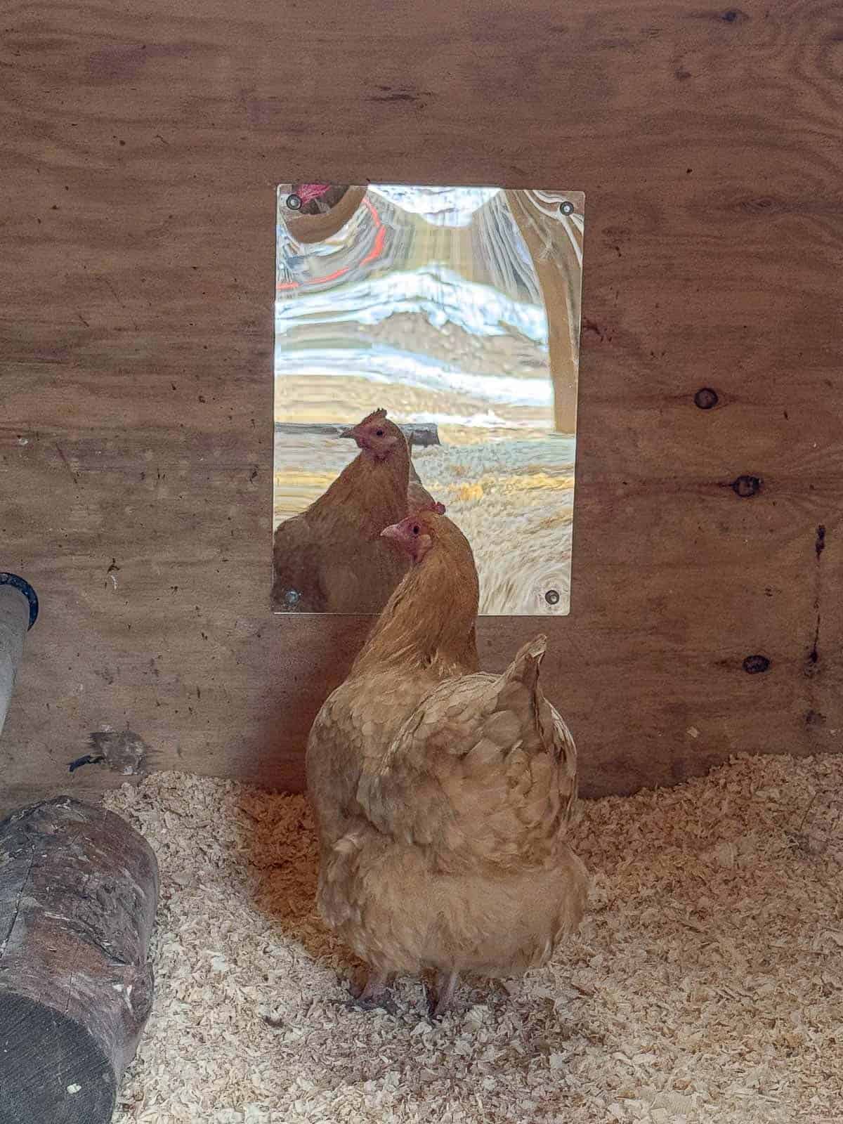 a tan chicken looking in the mirror in the coop