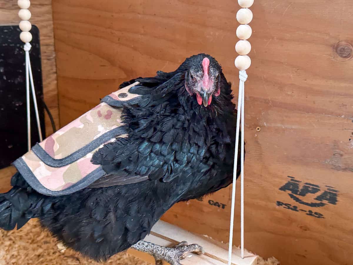 a black chicken on a swing, wearing a harness
