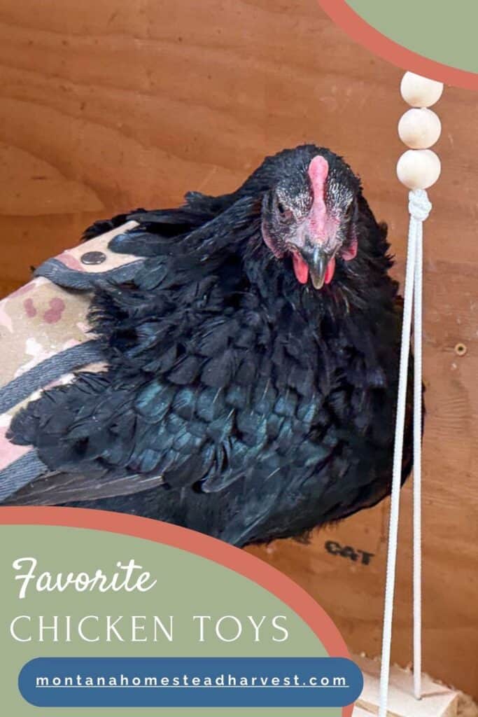 black chicken on a swing