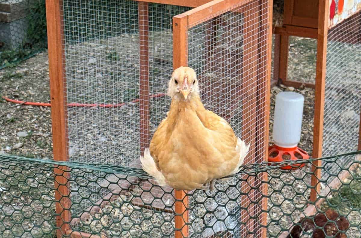 young tan chicken sitting on a fence.