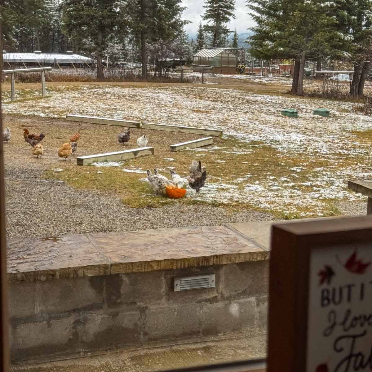 chickens eating pumpkin with snow all around