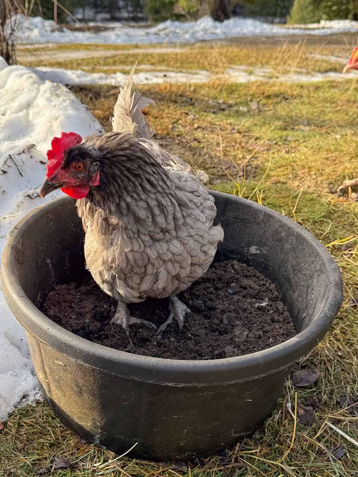a gray chicken in a rubber bowl filled with soil