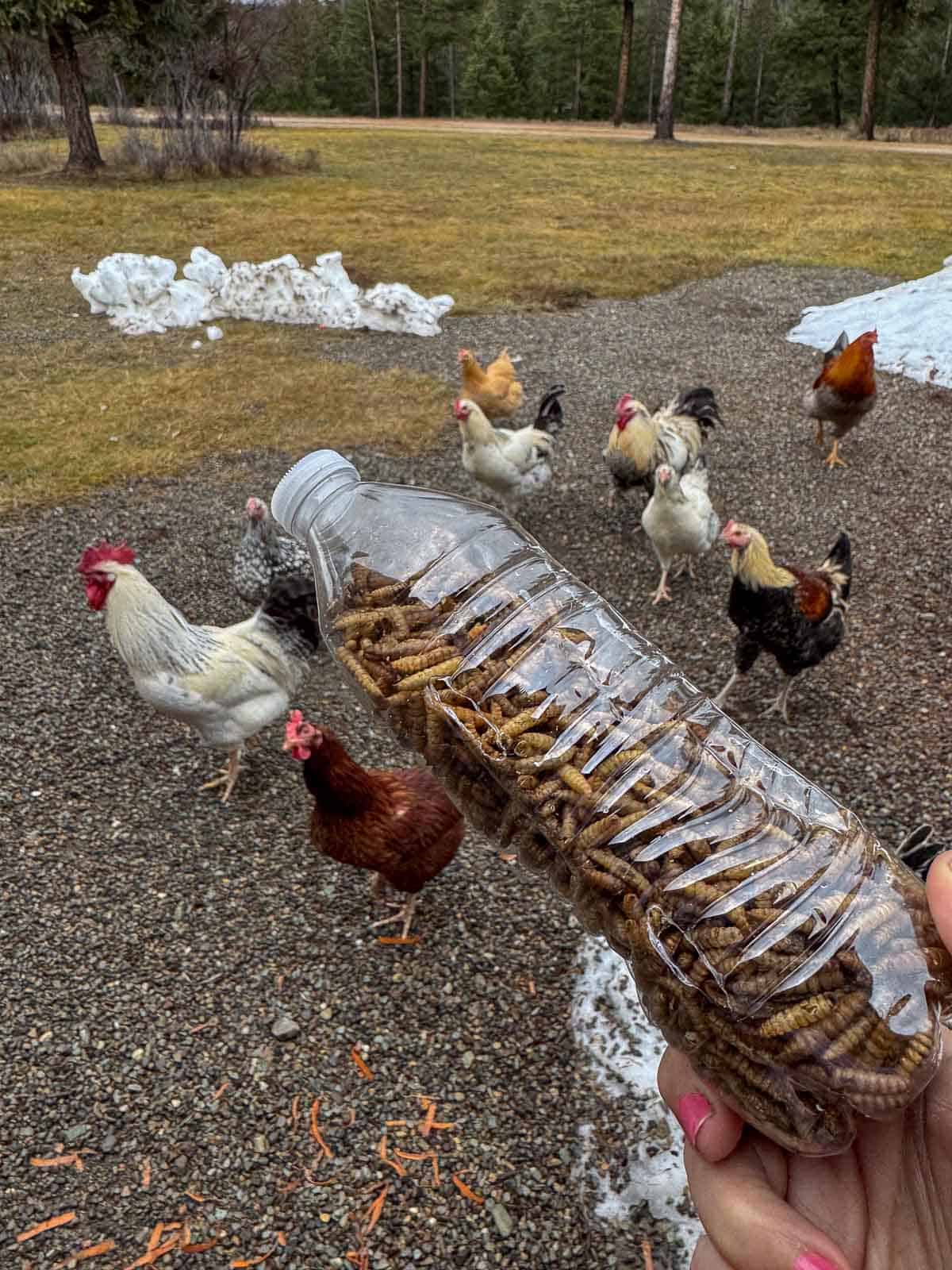 an empty water bottle filled with dried grubs with chickens in the background
