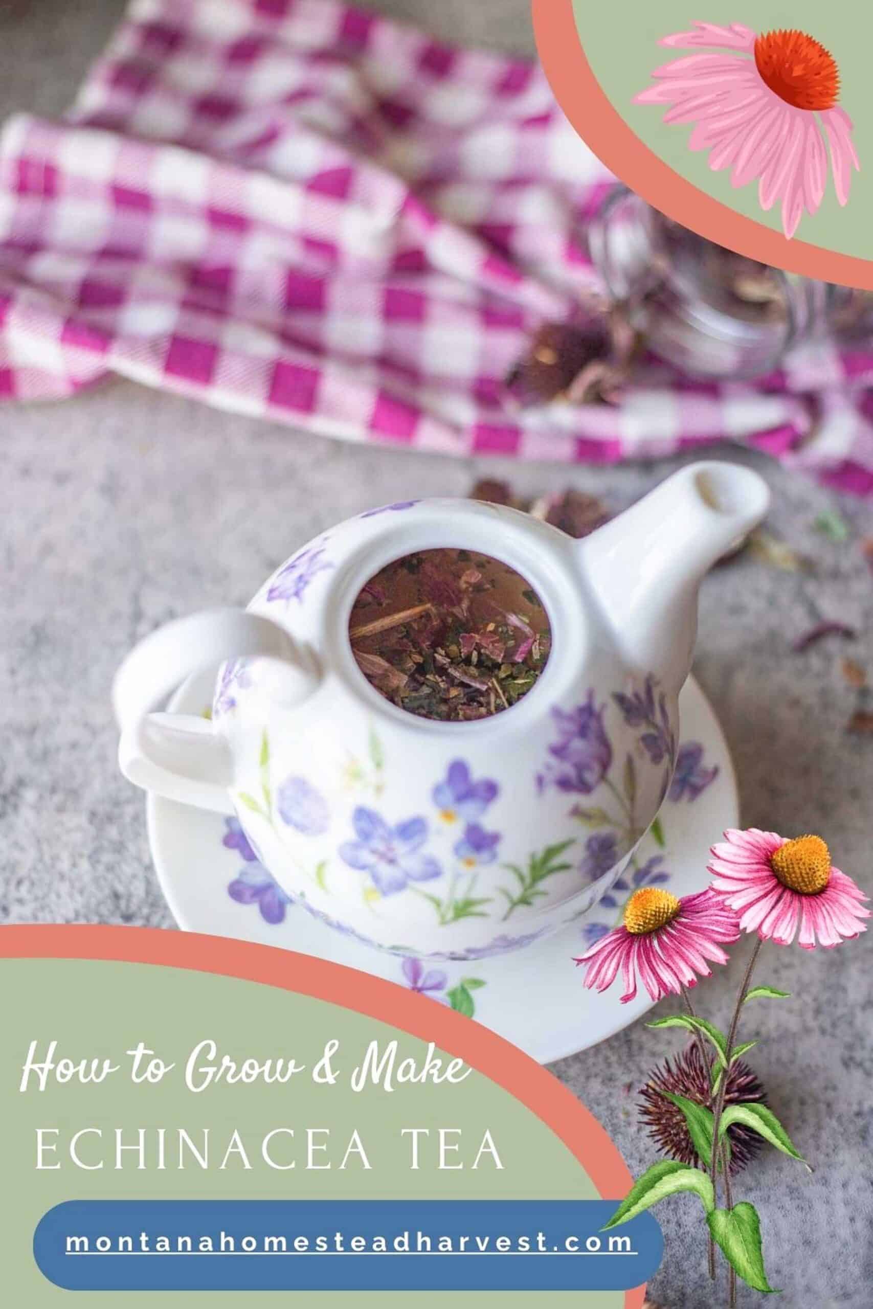 How To Make Echinacea Tea And Grow It In Your Garden how-to-make-echinacea-tea-and-grow-it-in-your-garden