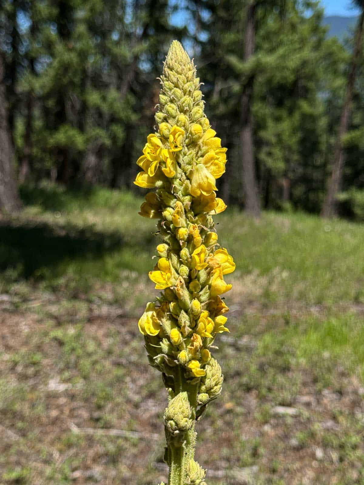 flowering mullein