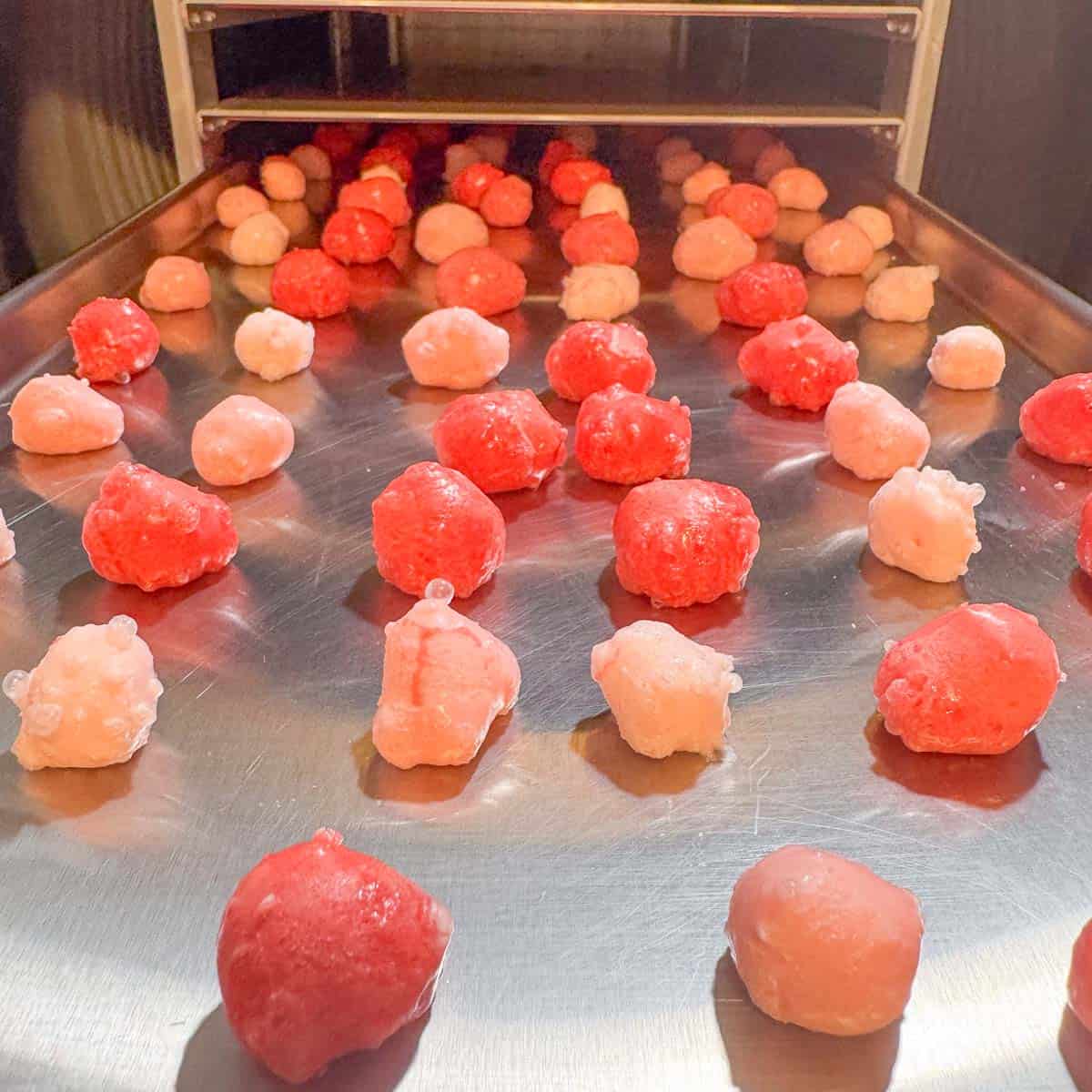 freeze dryed starburst coming out of freeze dryer