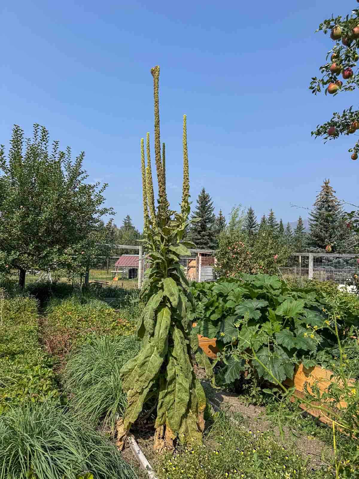 huge mullein plant in a garden