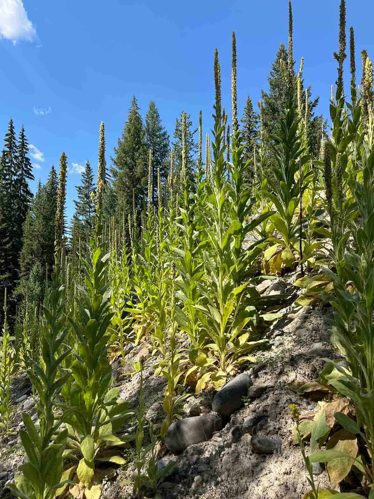mullein growing on a hillside