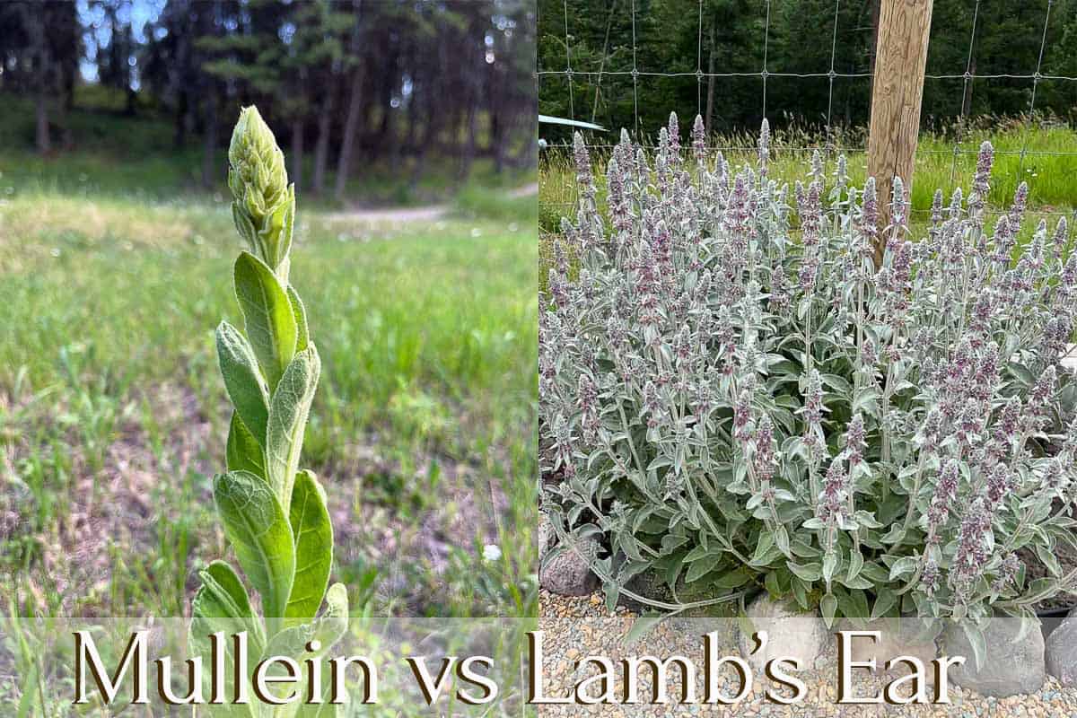 mullein vs lamb's ear