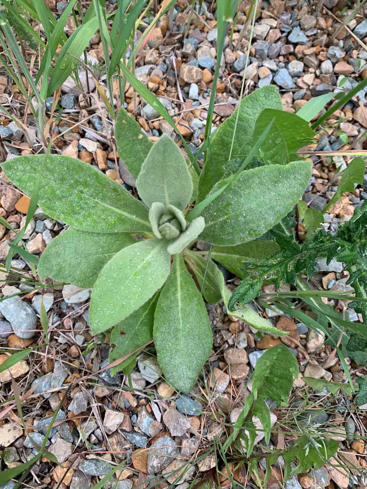 mullein plant