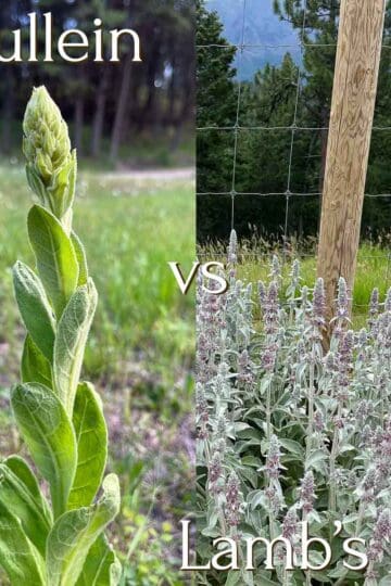 mullein vs lamb's ear