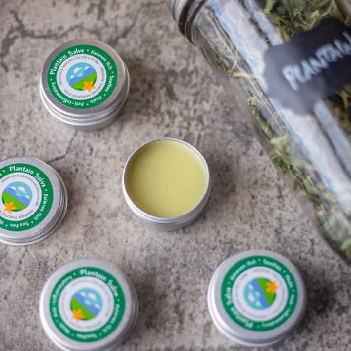 plantain salve in tins with dried plantain in a jar next to it