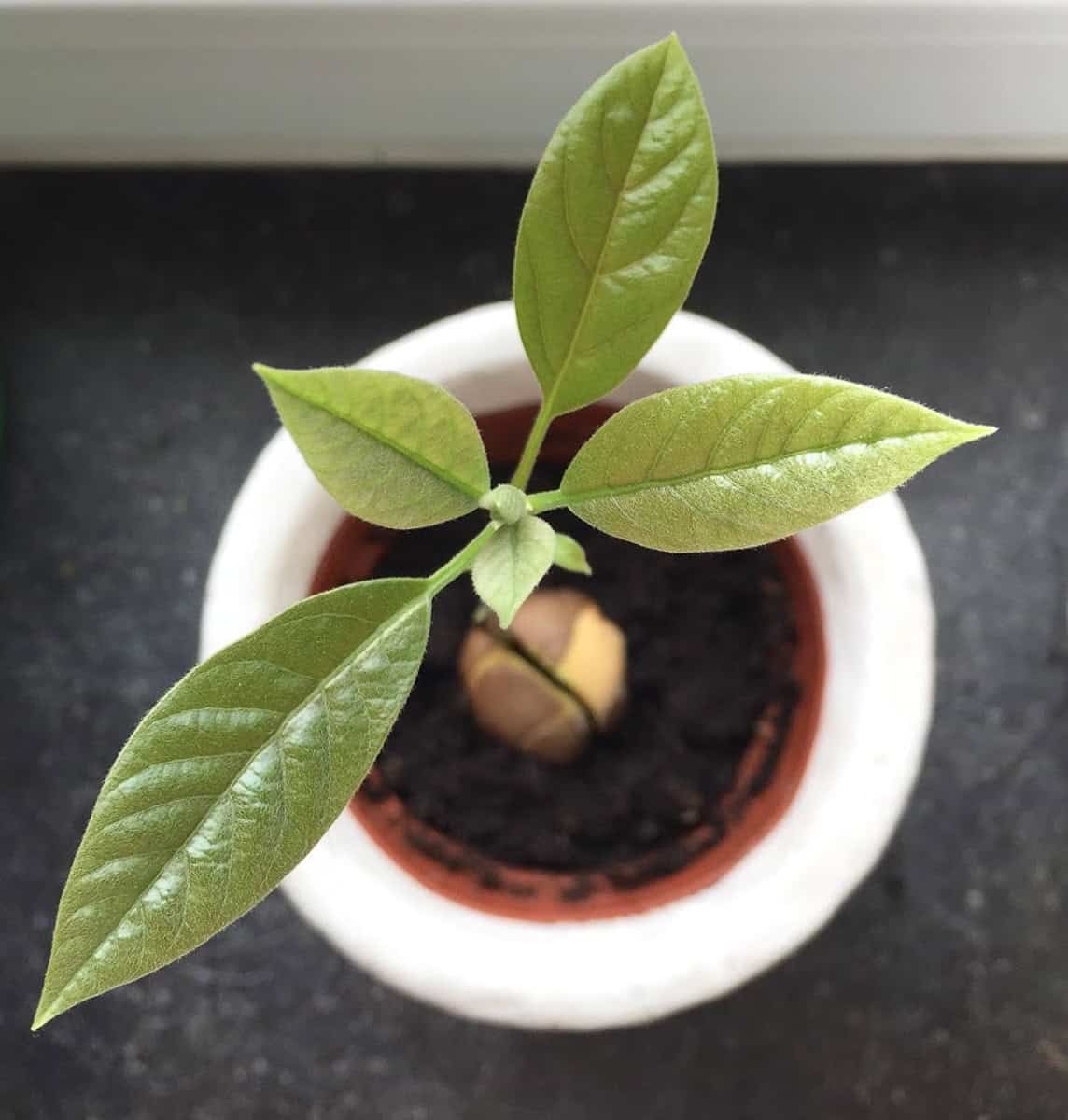 avocado pit in a white pot sprouting with leaves