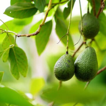 avocado tree with leaves and avocados