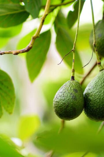 avocado tree with leaves and avocados