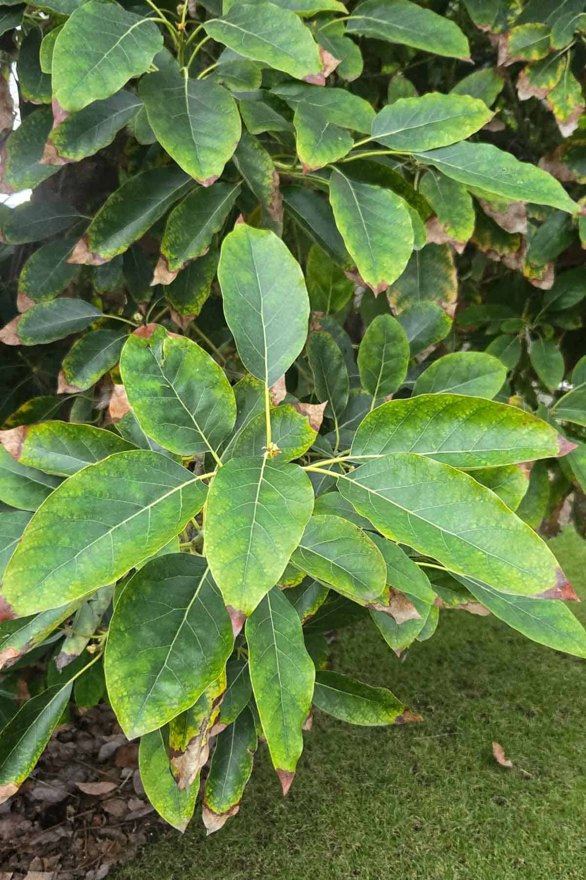 a close up of avocado leaves on a tree
