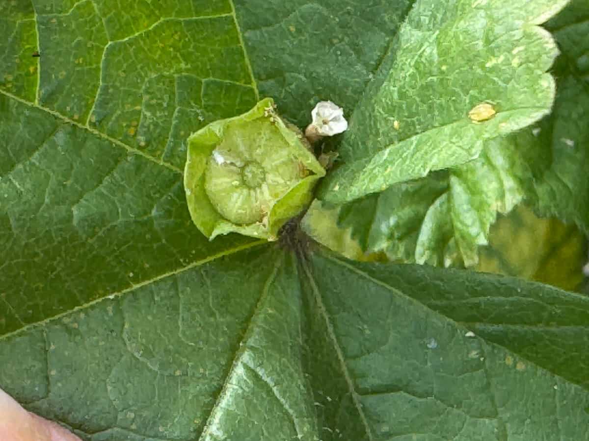 mallow plant with "cheese wheel" seed
