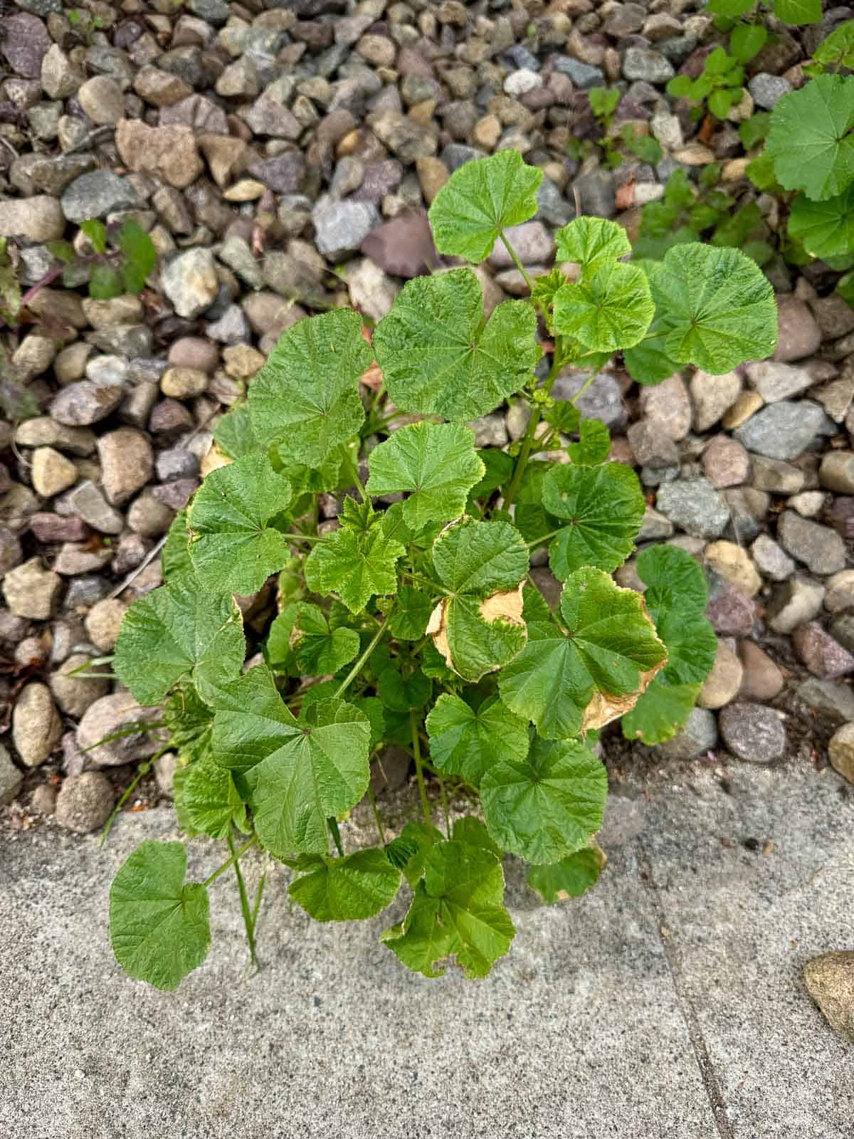 mallow plant (cheeseweed)