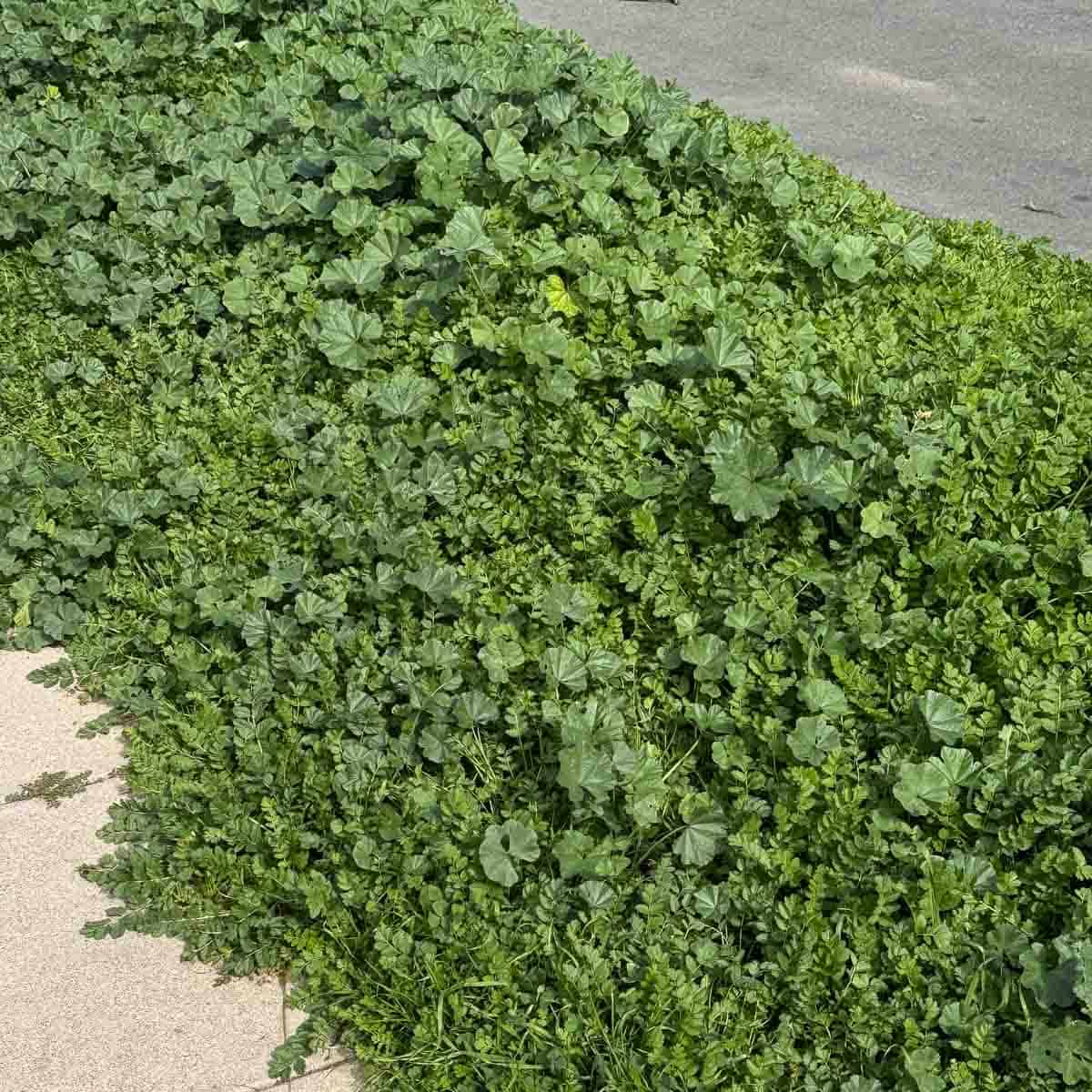 cheeseweed growing along the road