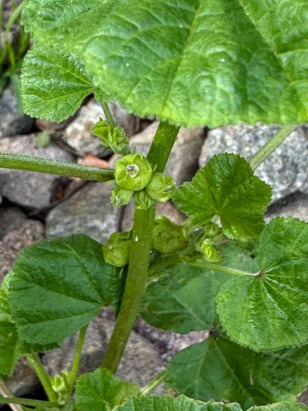 mallow with cheese wheel seed
