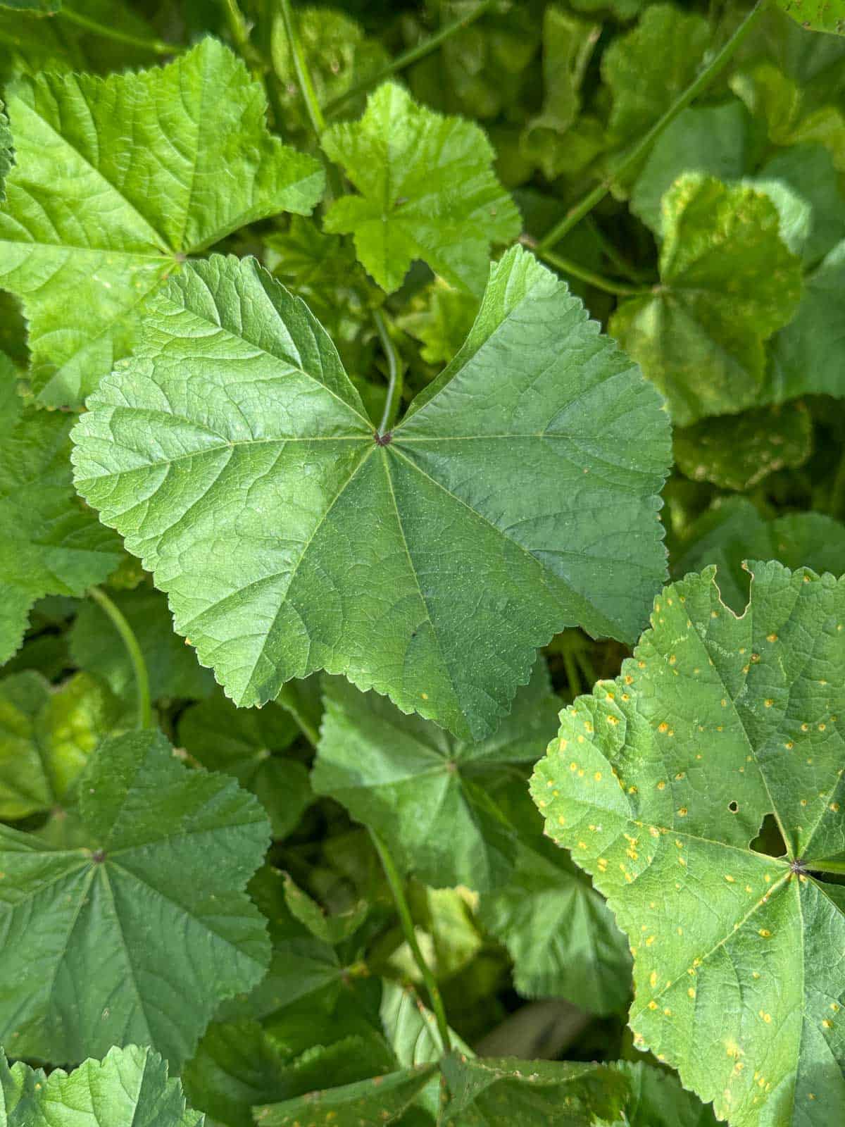 cheeseweed leaves up close