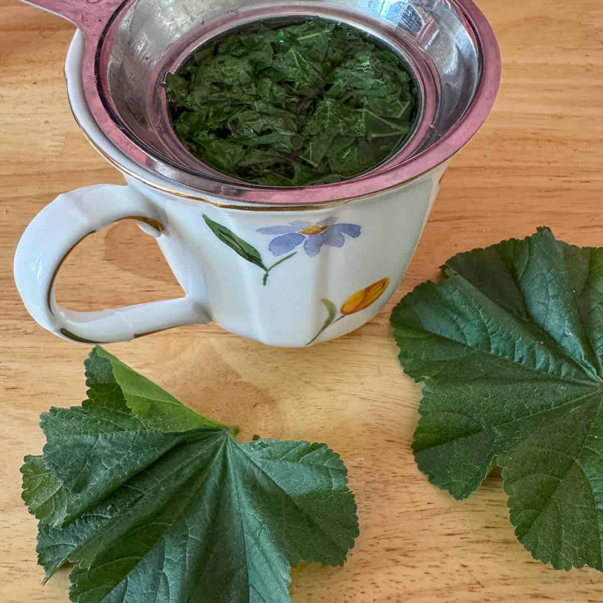 cheeseweed steeping in a tea cup with leaves around it