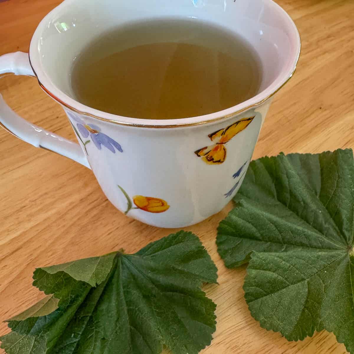 cheeseweed (mallow) tea with green leaves around it