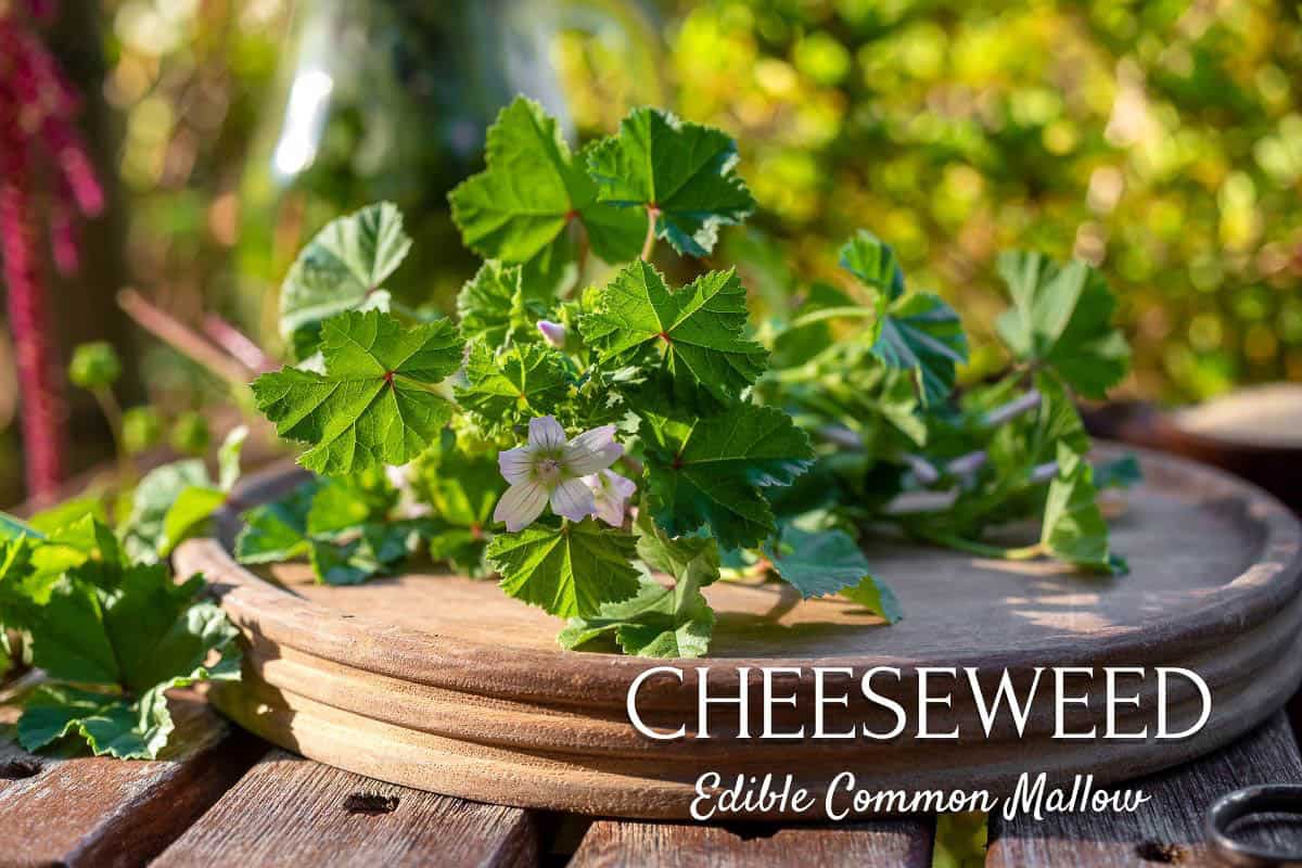 cheeseweed plant on a round wooden tray