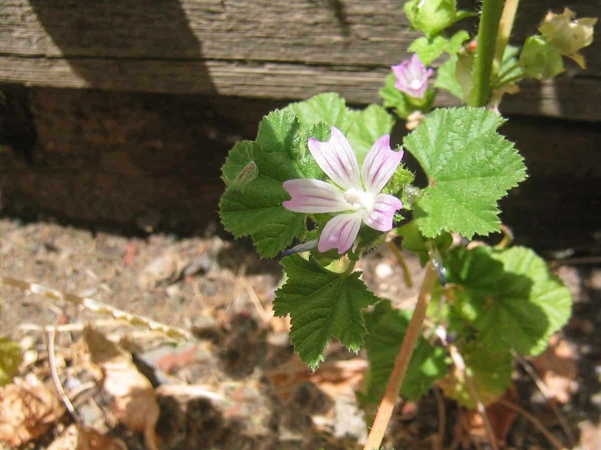flowering cheese weed plant