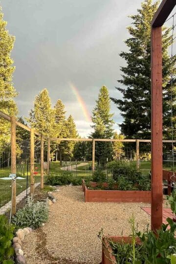 Montana garden with evergreens and rainbow in the background