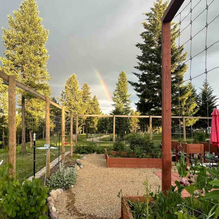 Montana garden with evergreens and rainbow in the background