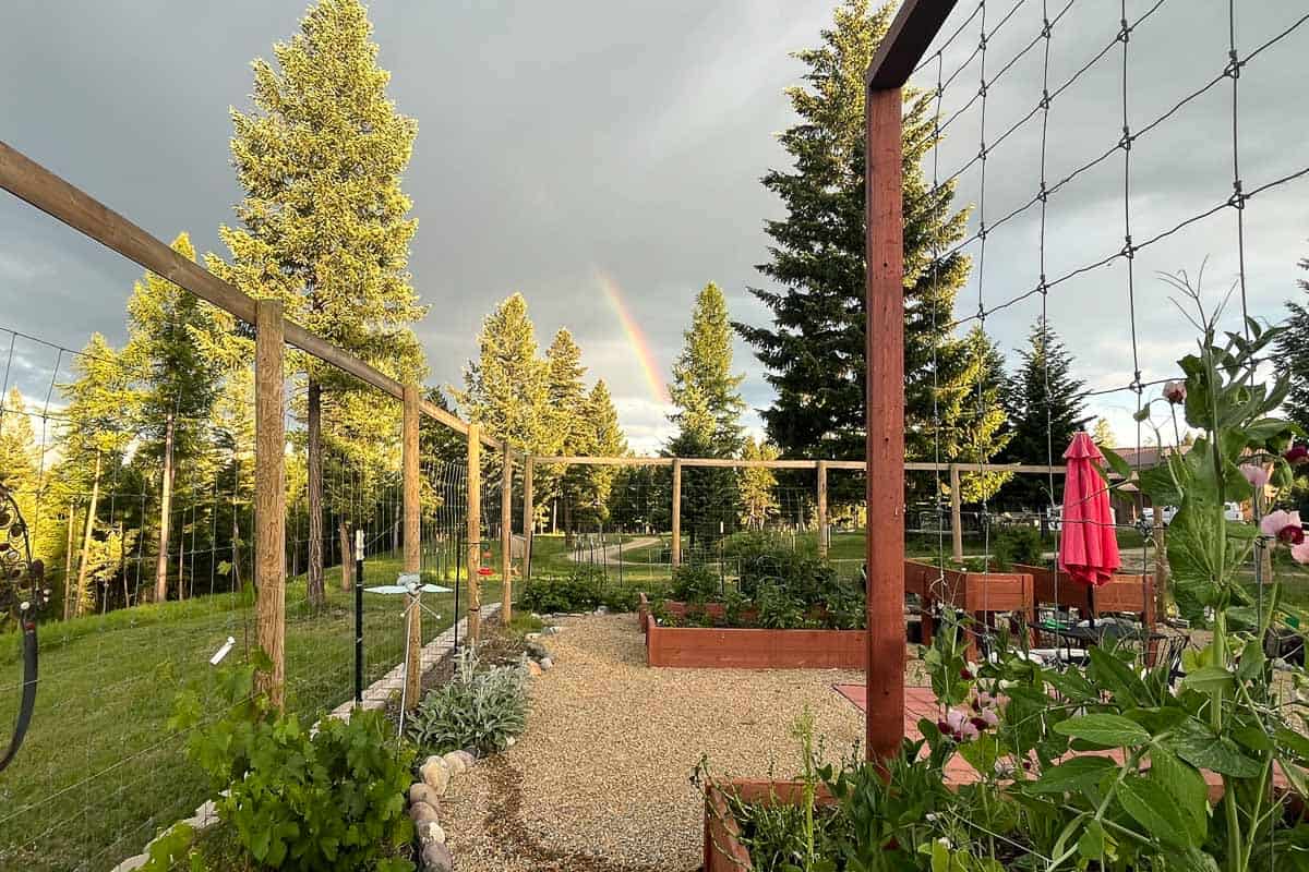 Montana garden with evergreens and rainbow in the background