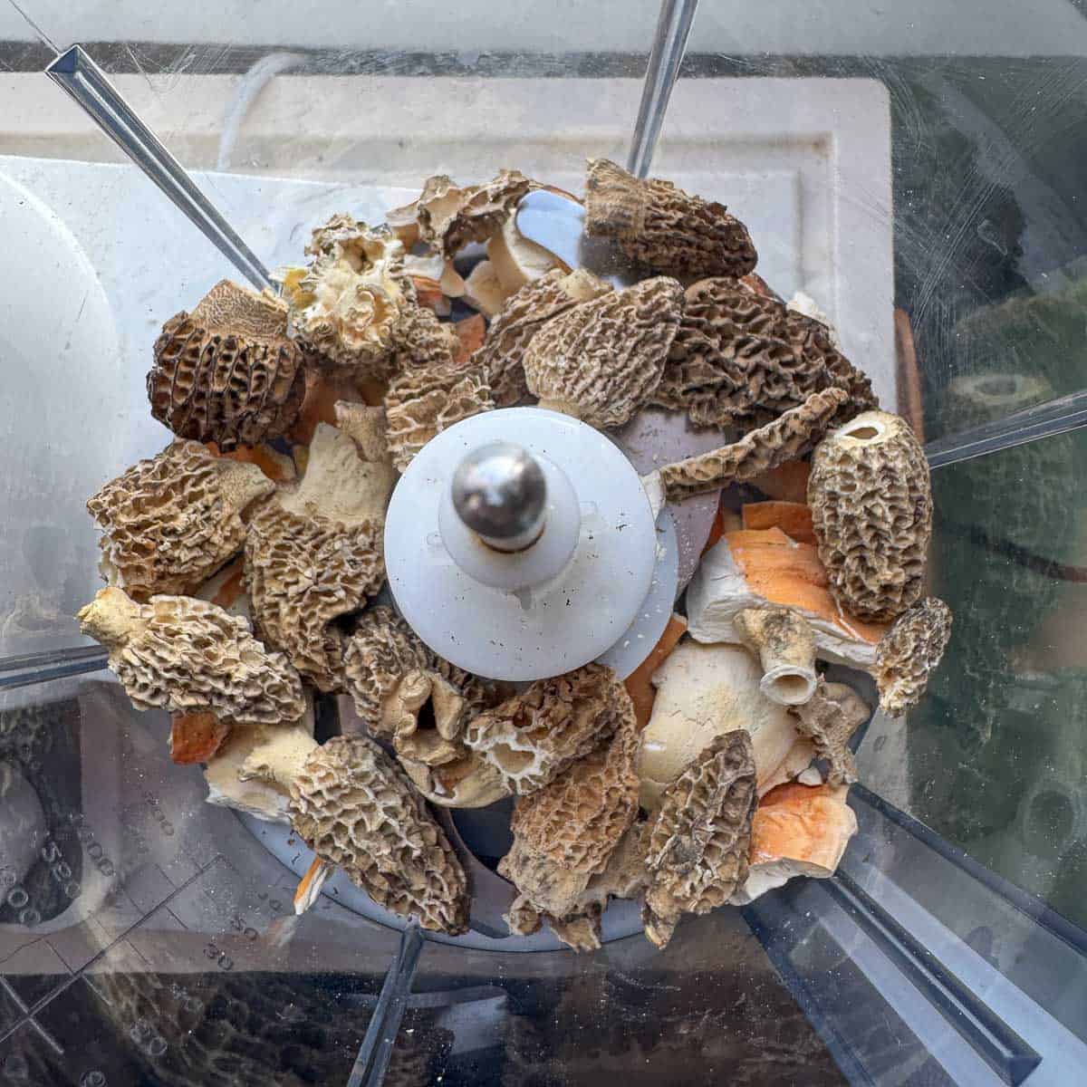 morels and chicken of the woods in a food processor