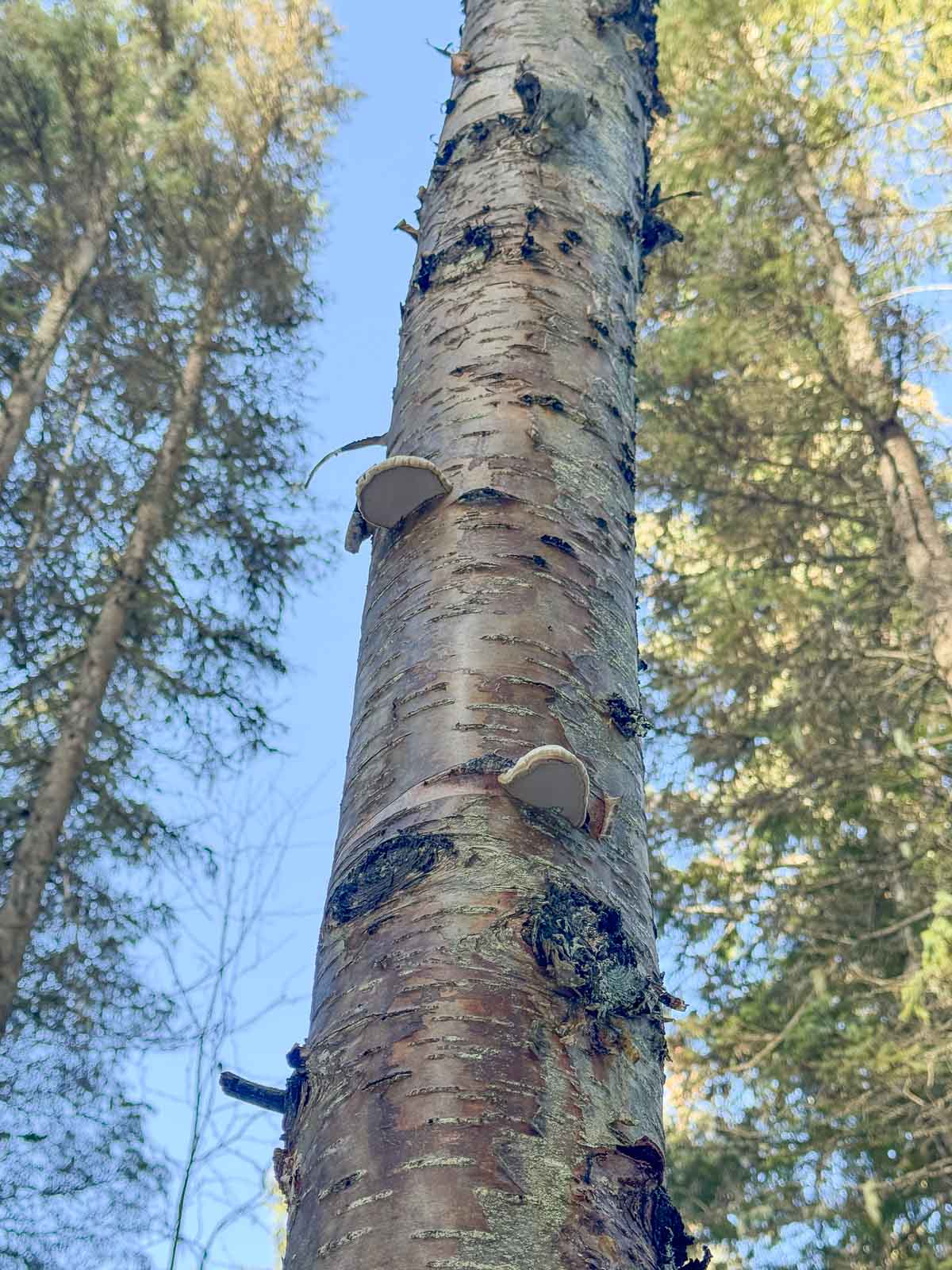 birch tree with hoof mushrooms growing on it