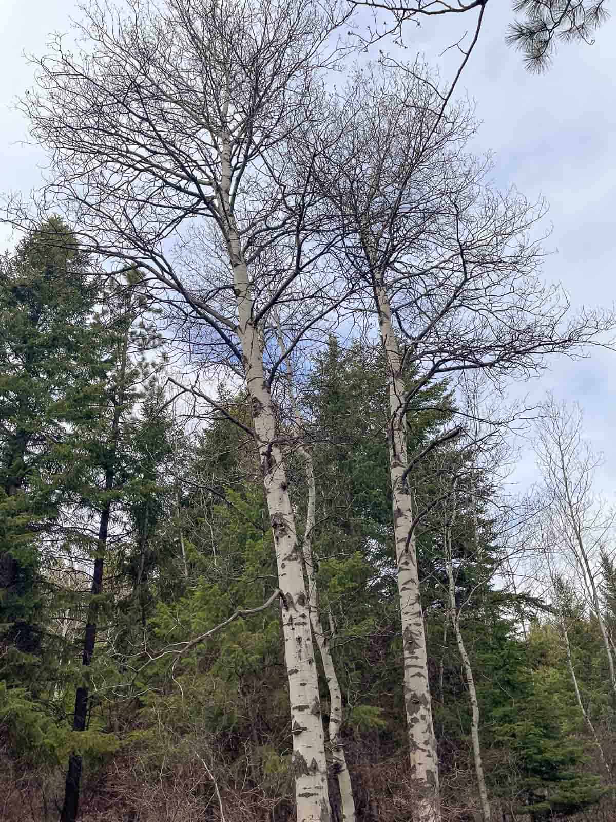 tall aspen trees in a forest