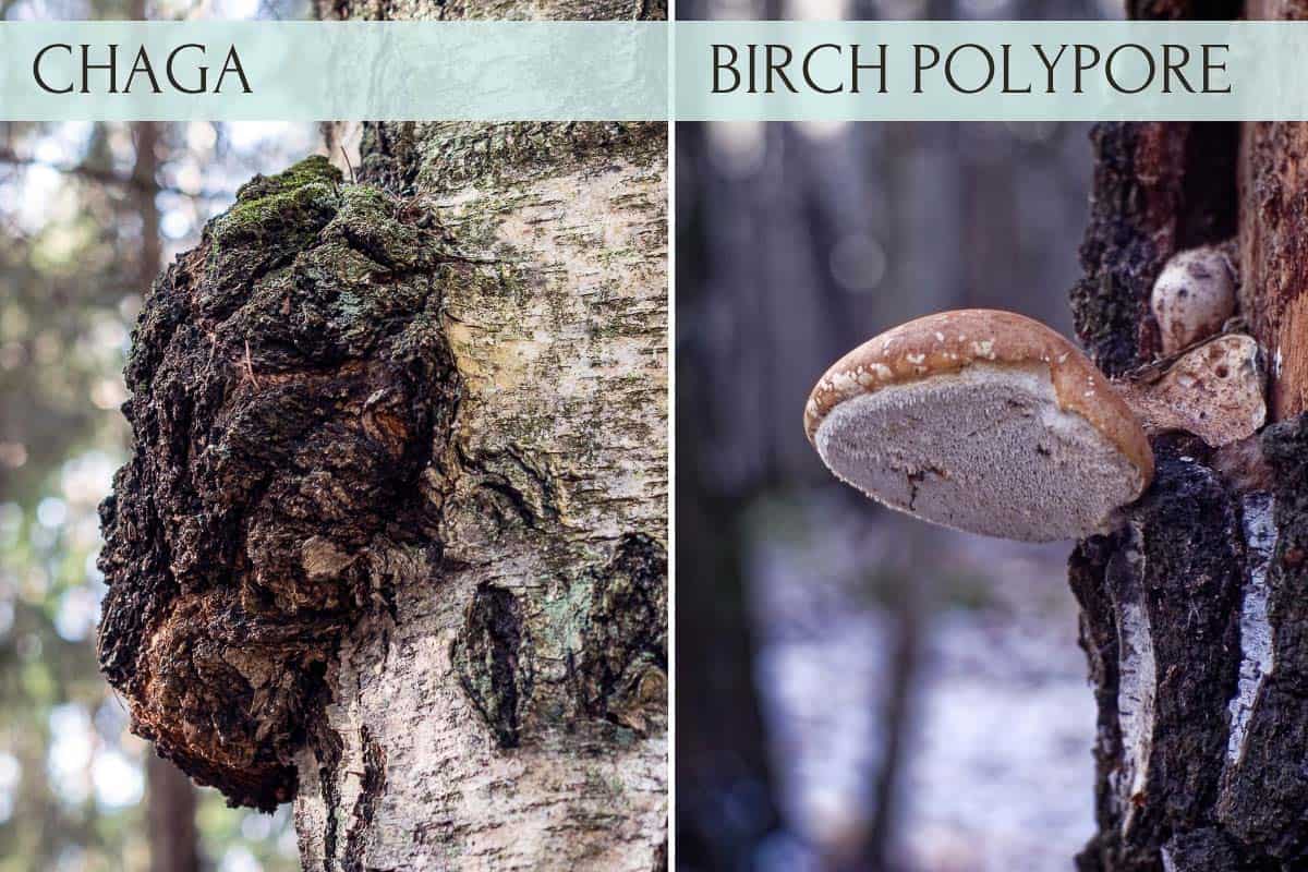 a picture showing chaga and birch polypore growing on 2 birch trees