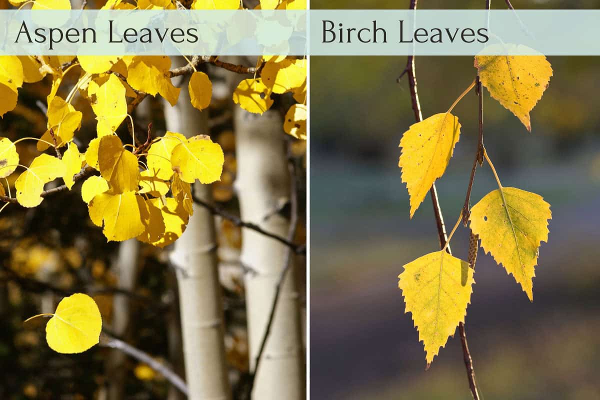 aspen vs birch leaves