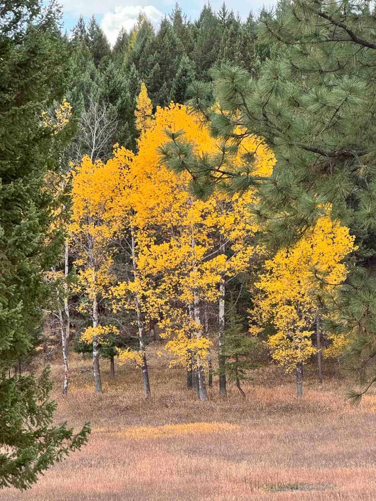 aspen trees in fall with golden leaves surrounded by pines