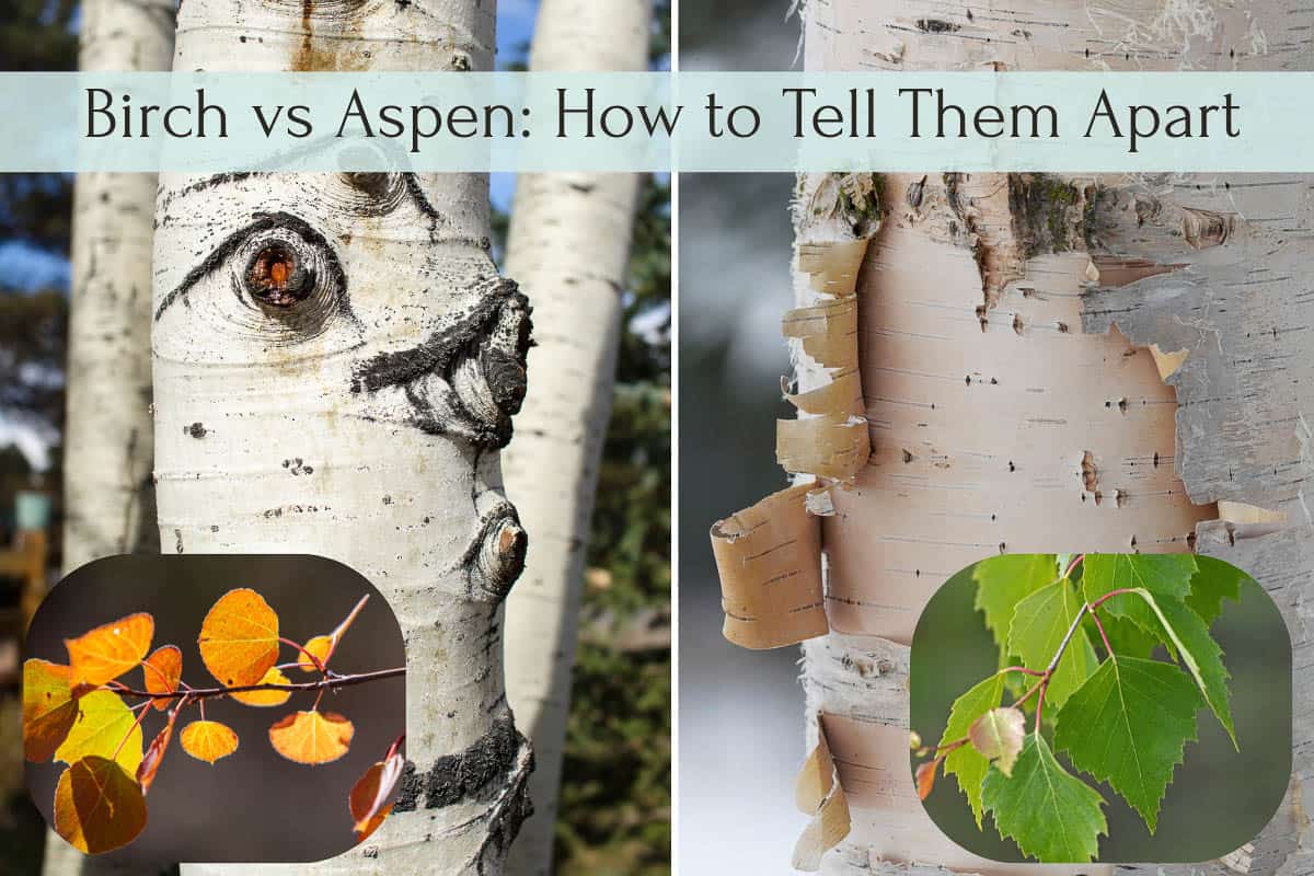 aspen vs birch tree, wich small picture of their leaves 