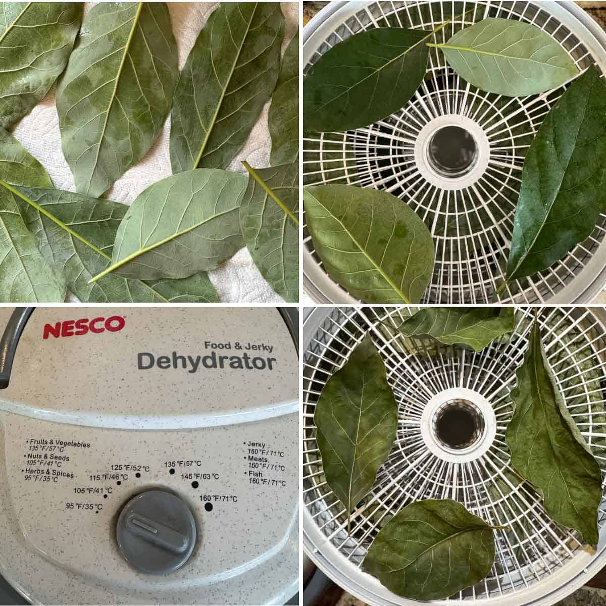 process of drying avocado leaves on a dehydrator
