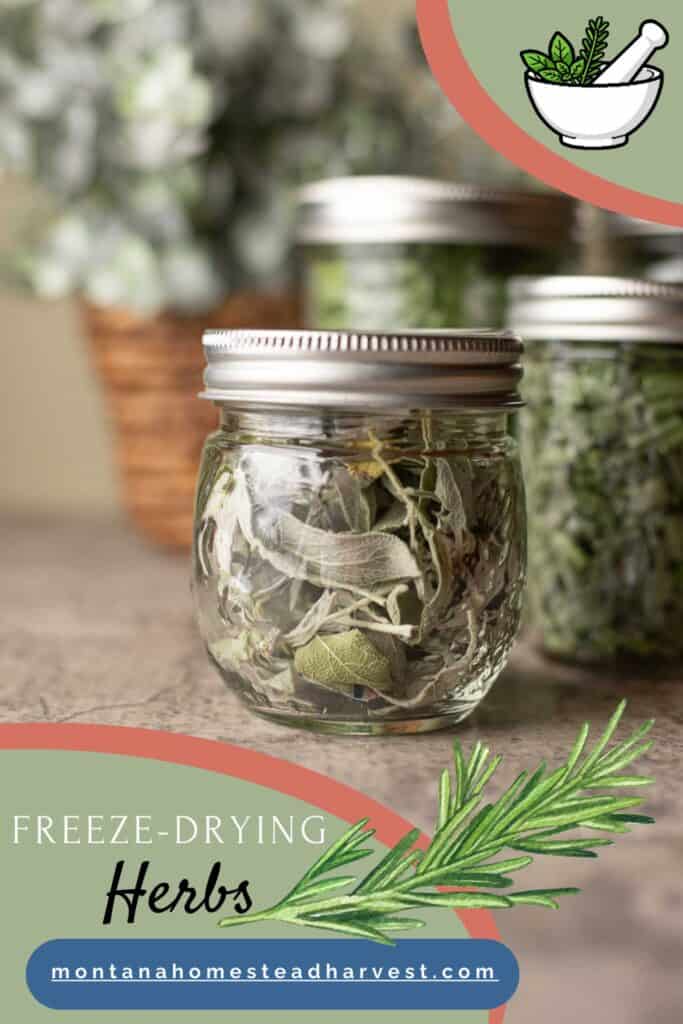 freeze dried herbs in jars