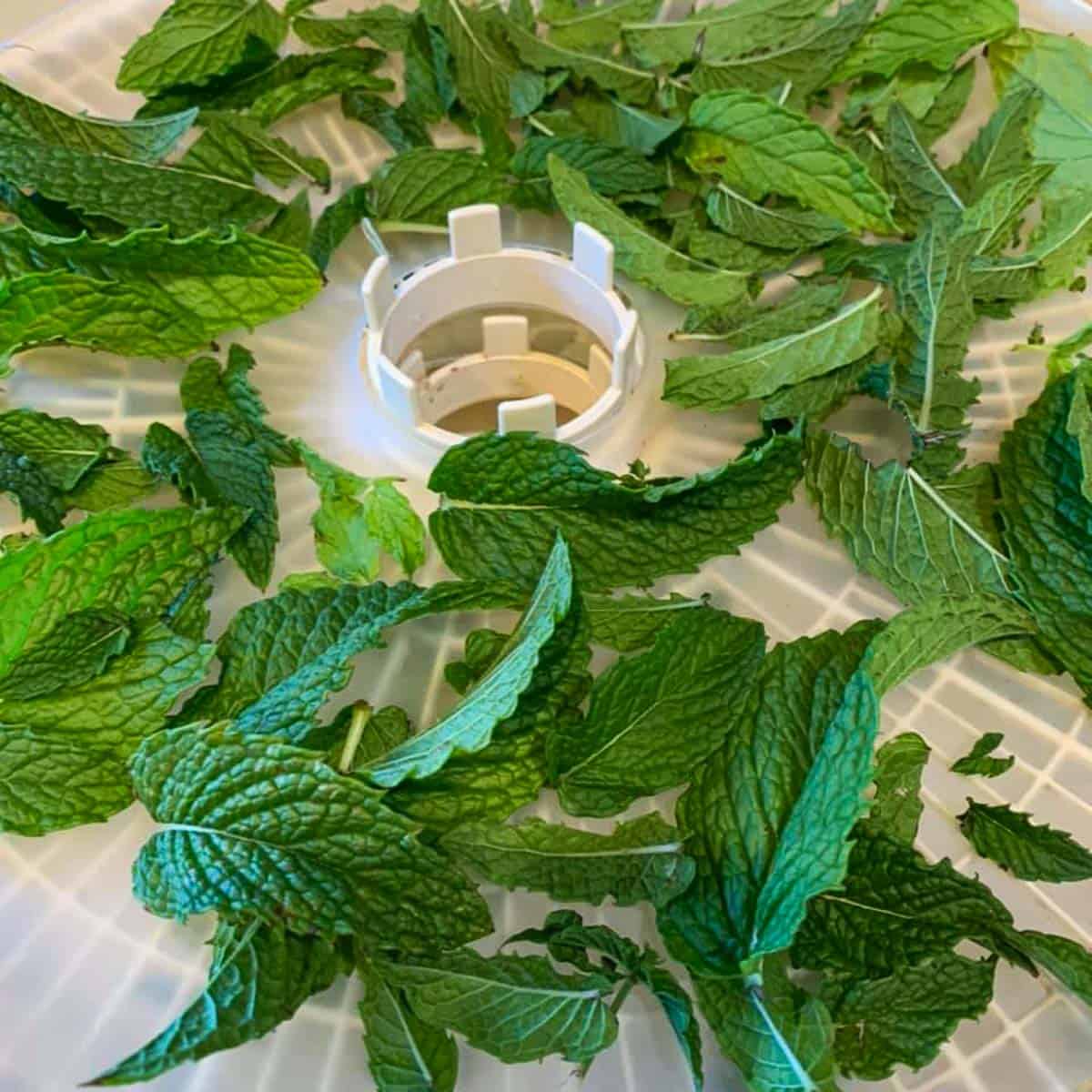 mint leaves being dehydrated