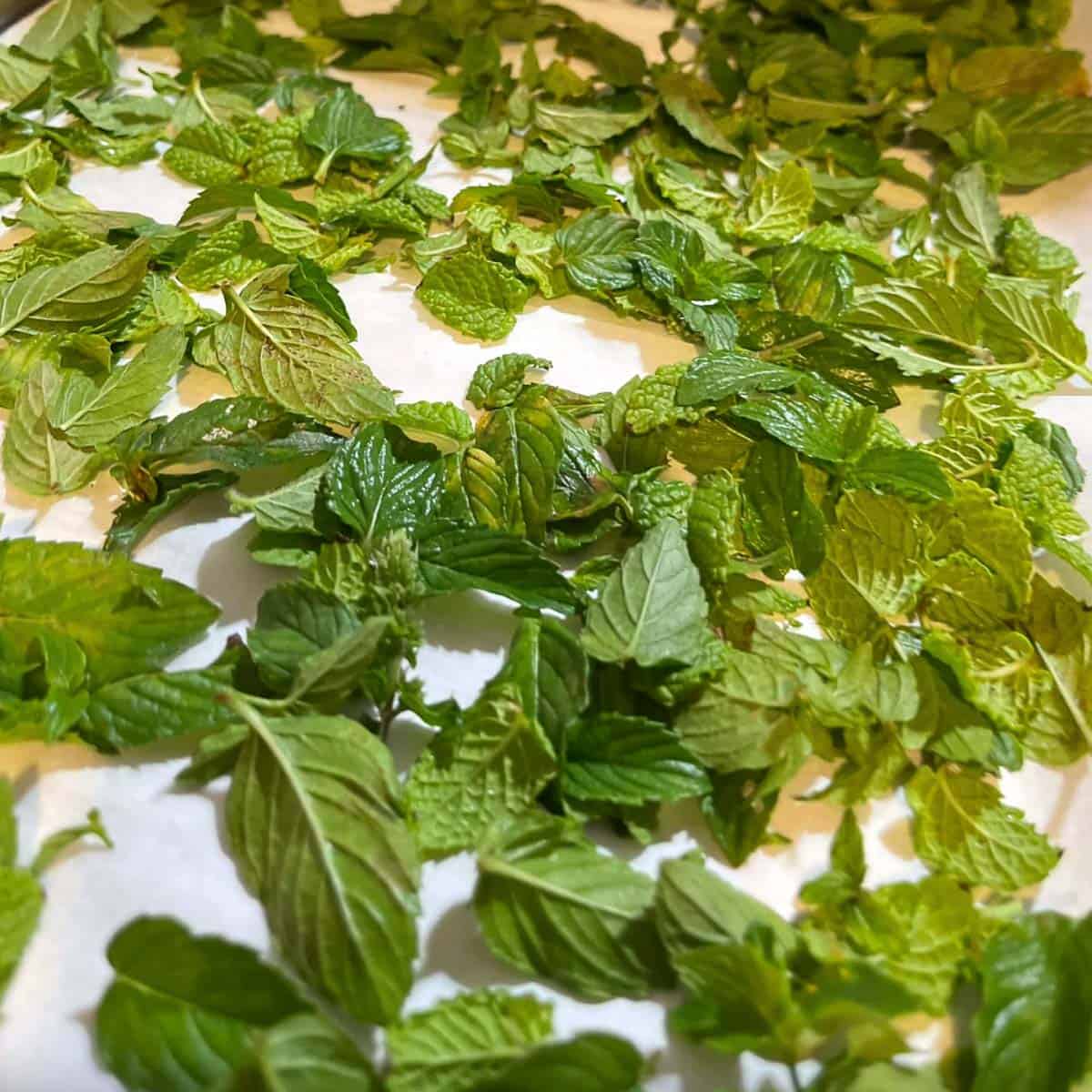 wet mint leaves drying on paper towels