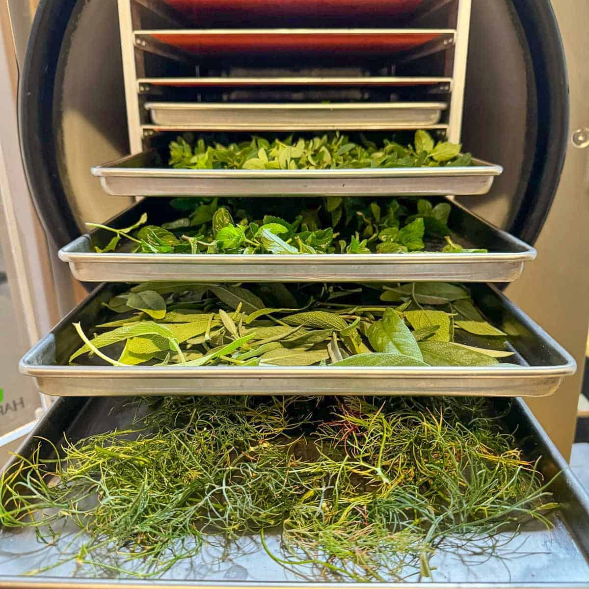 freeze dried herbs on freeze dryer trays
