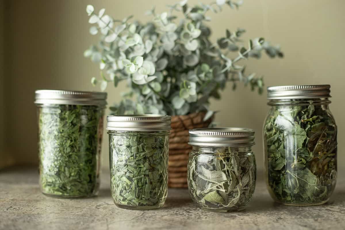 freeze dried herbs in a jars with a green plant behind them