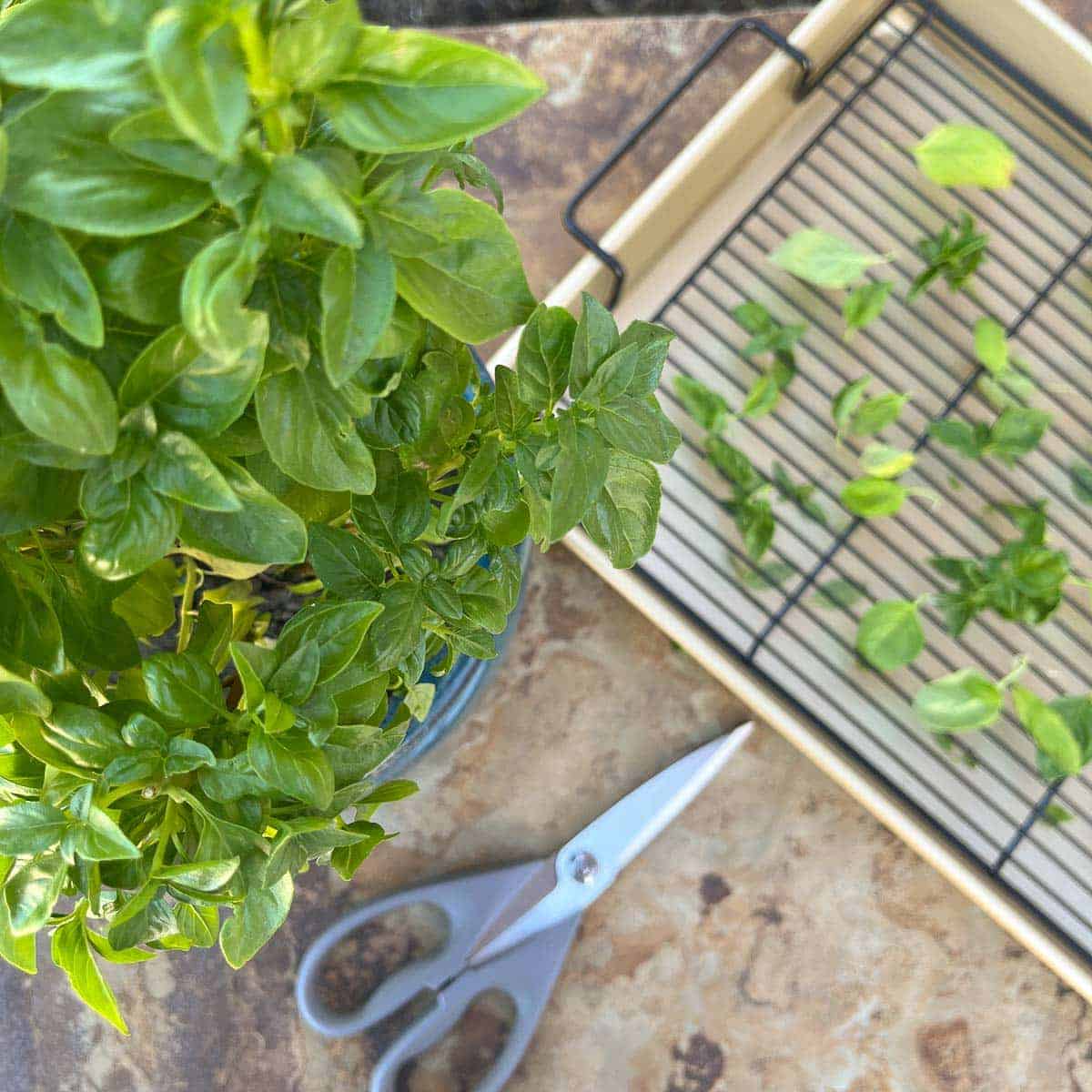 basil pant in a pot with some of the leaves on a drying tray