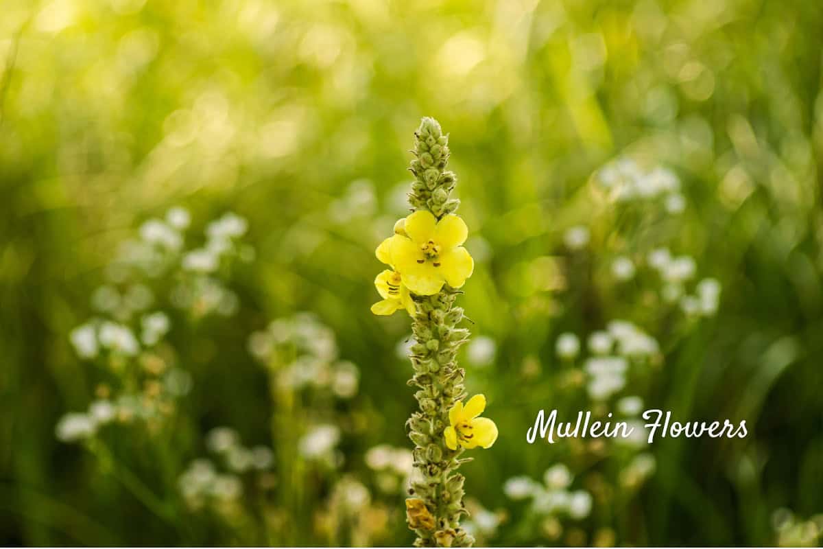 a close up of mullein stalk with flowers