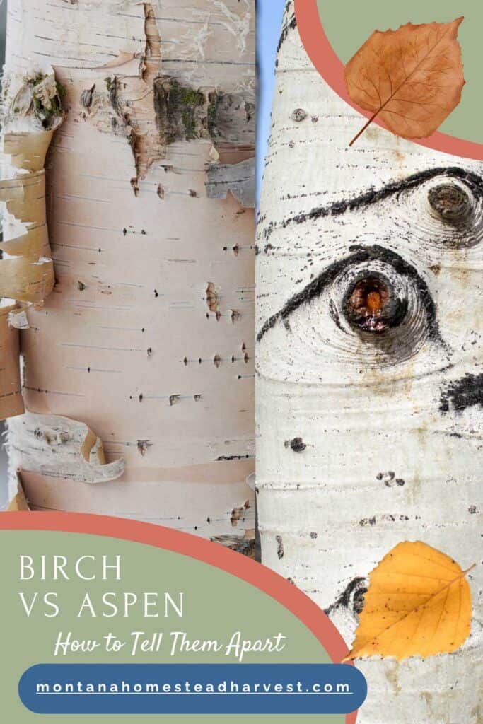 birch vs aspen